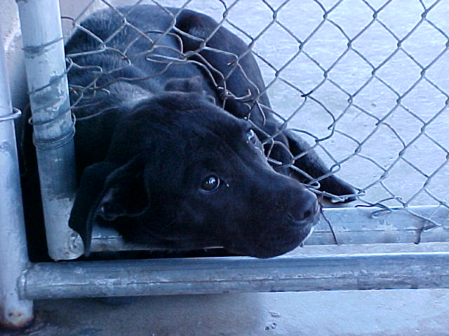 Other Photos of thie Dog