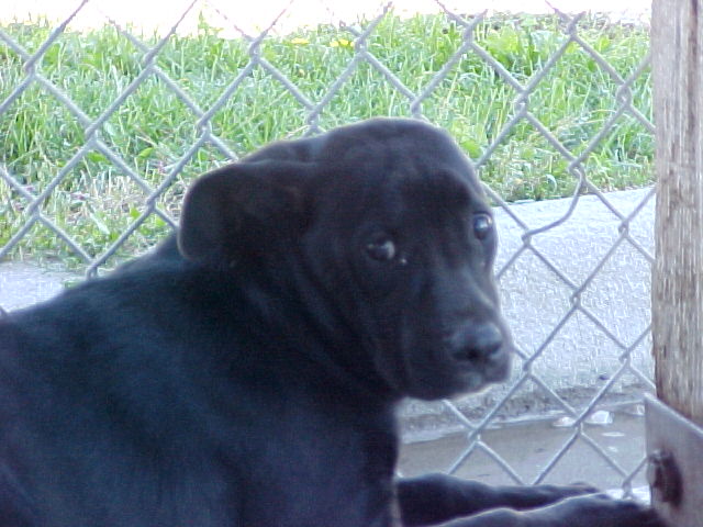 Other Photos of thie Dog