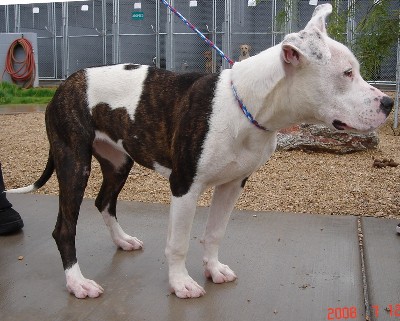 Other Photos of thie Dog