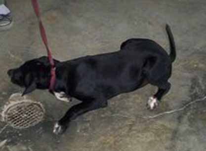 Other Photos of thie Dog