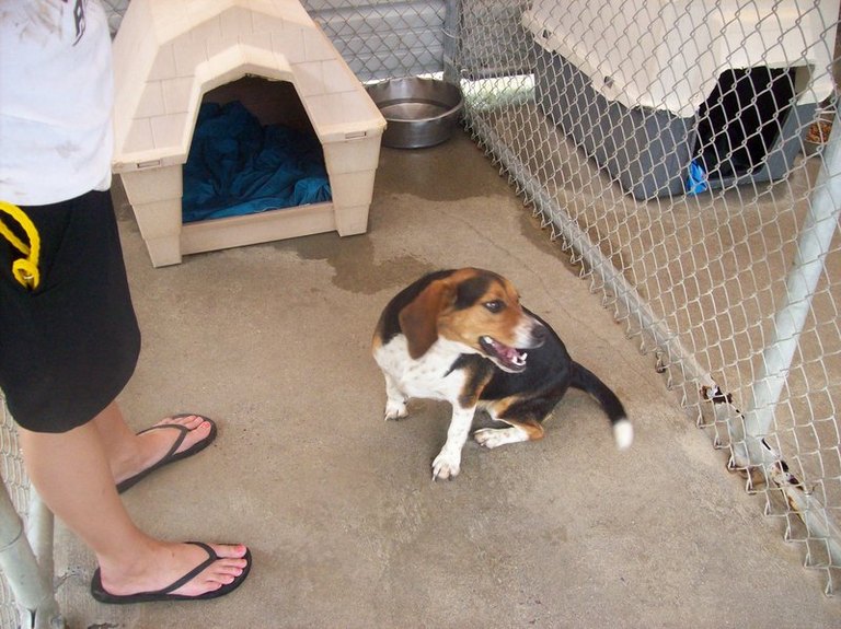 Other Photos of thie Dog