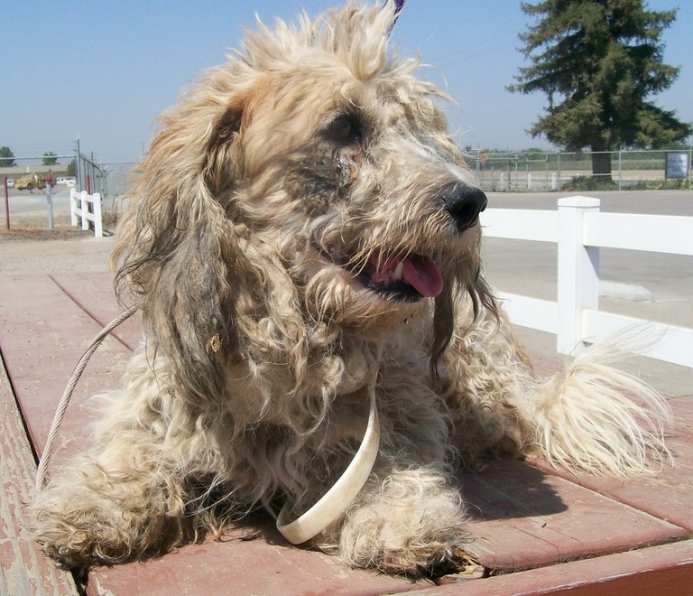 Other Photos of thie Dog