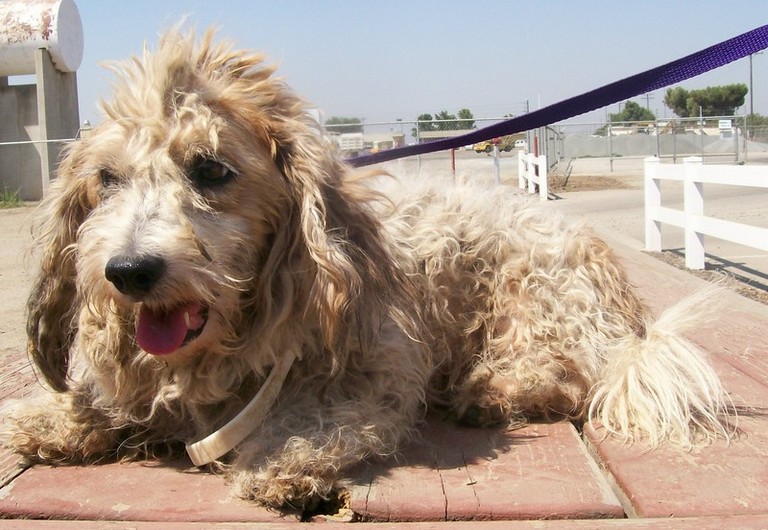 Other Photos of thie Dog