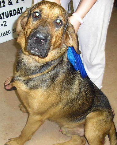 Other Photos of thie Dog