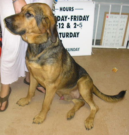Other Photos of thie Dog