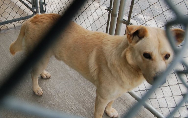 Other Photos of thie Dog