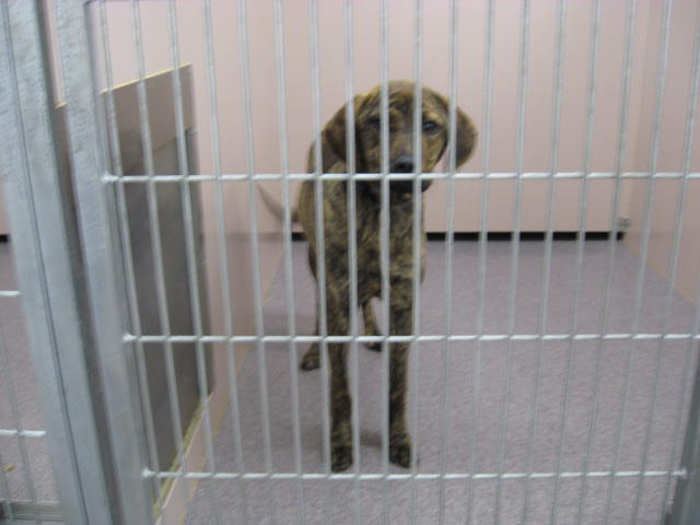 Other Photos of thie Dog