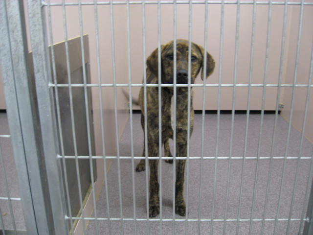 Other Photos of thie Dog