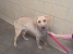 Other Photos of thie Dog