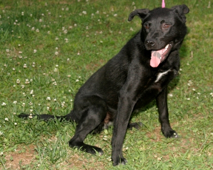 Other Photos of thie Dog