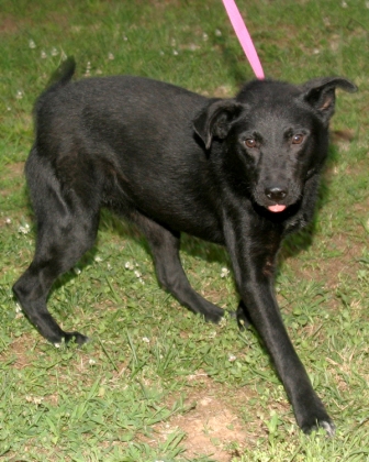 Other Photos of thie Dog