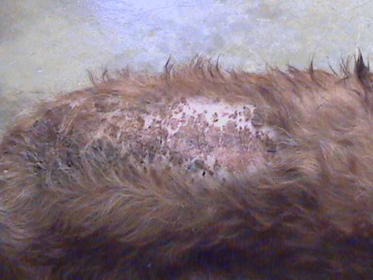 Other Photos of thie Dog