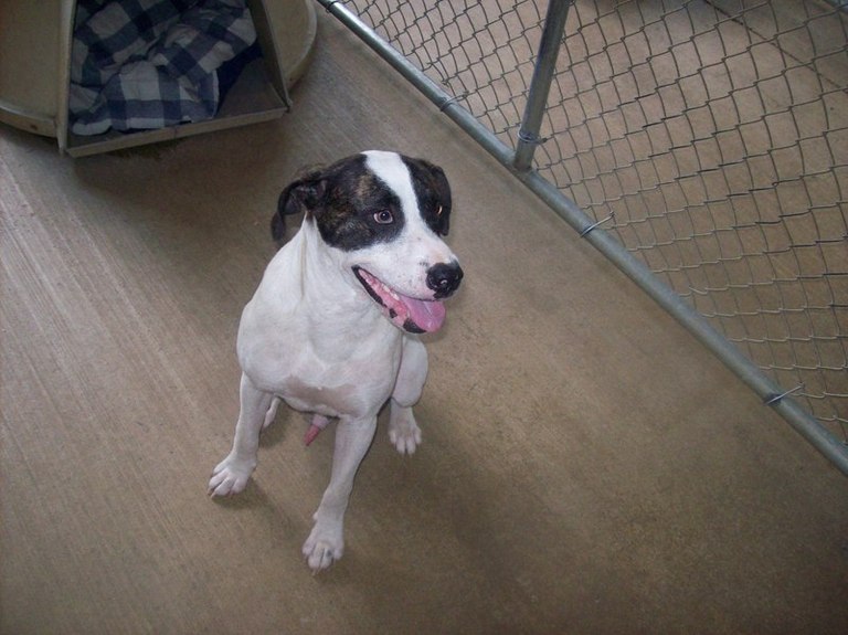 Other Photos of thie Dog