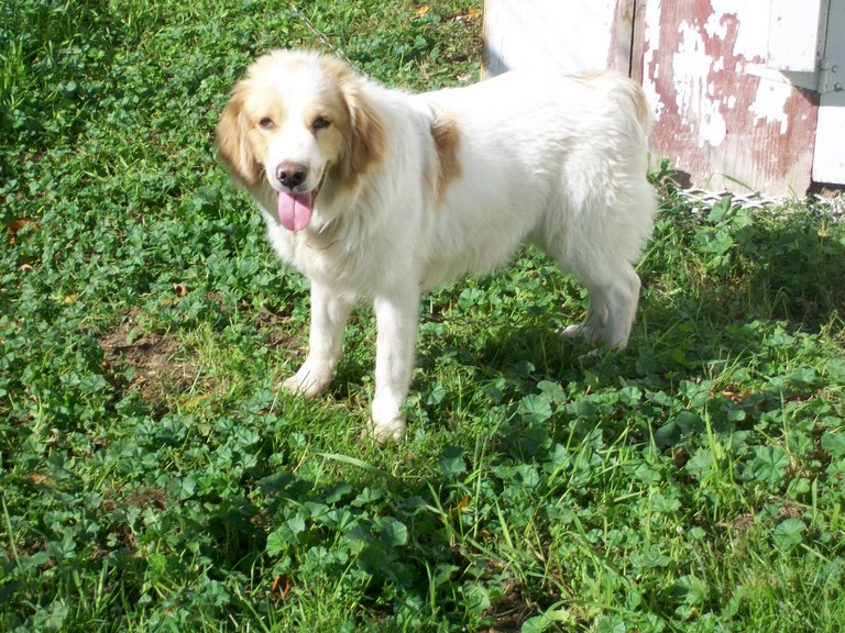 Main Photo of this Dog
