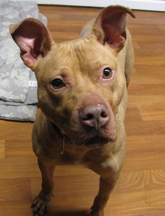 Main Photo of this Dog