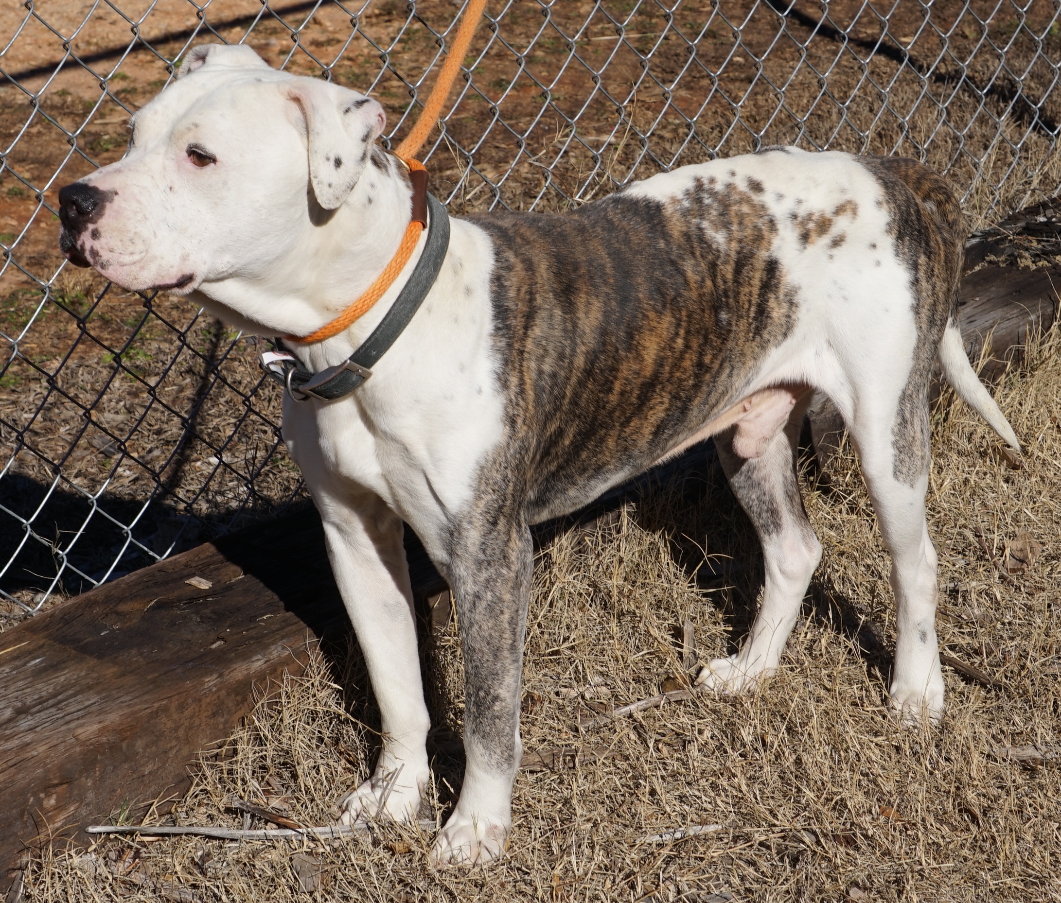 Other Photos of thie Dog