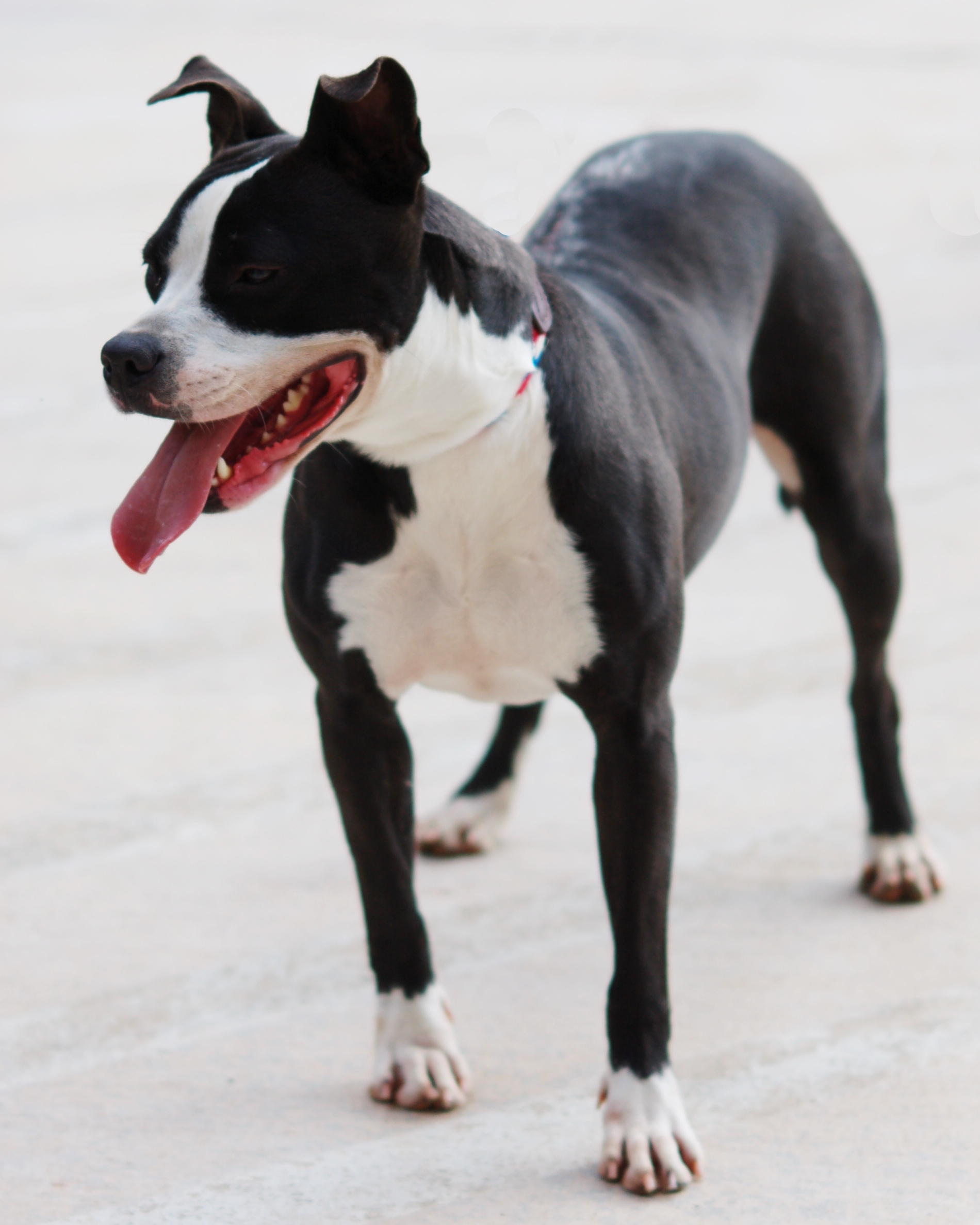 Other Photos of thie Dog