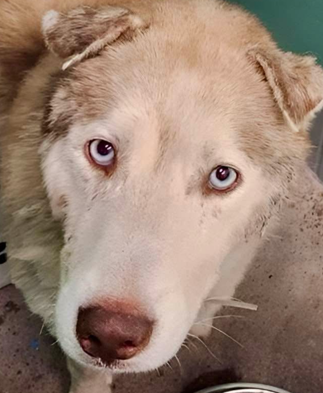 Main Photo of this Dog