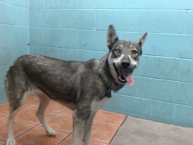 Main Photo of this Dog