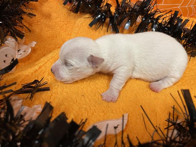 Main Photo of this Dog