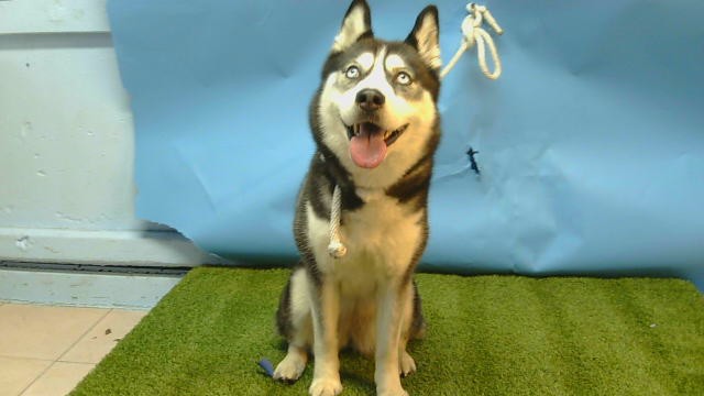 Luna Laster-Thimes, a Siberian Husky, available for adoption