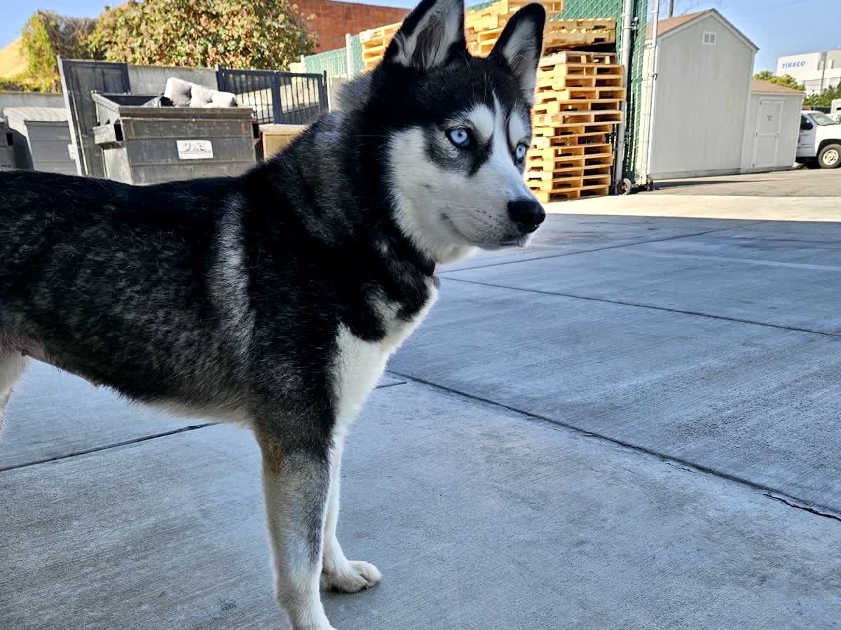 Luna Laster-Thimes, a Siberian Husky, available for adoption