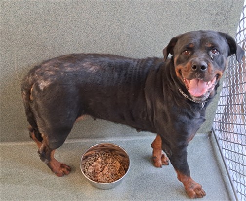 Laika, a Rottweiler, available for adoption