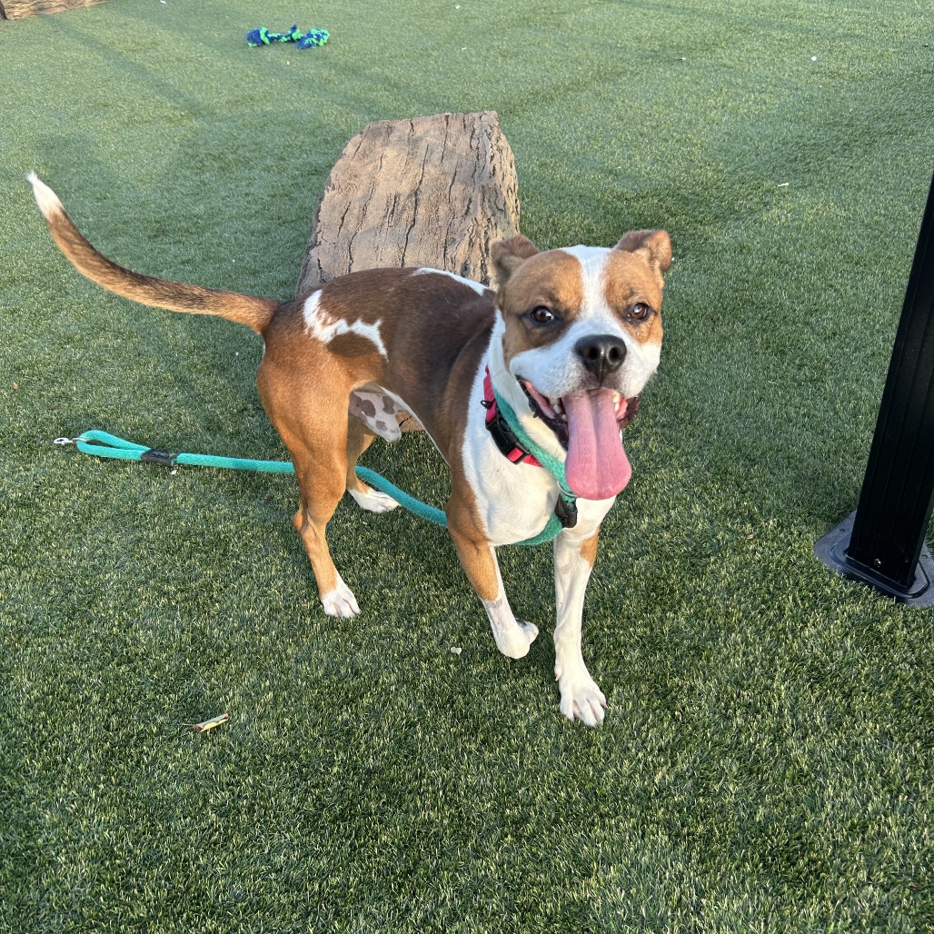 Other Photos of thie Dog