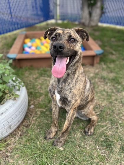 Adoptable pet photo