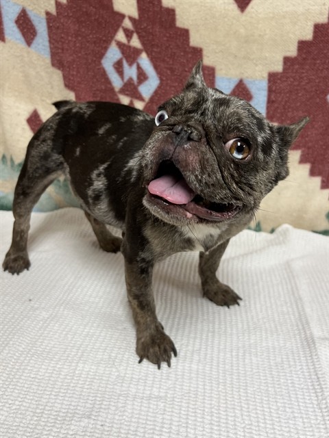 Peligrosa, a French Bulldog, available for adoption