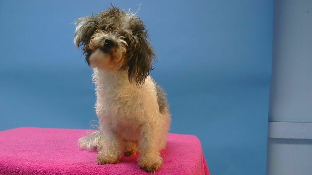 Daisy, a Maltese, available for adoption