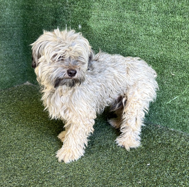 Leon, a Poodle, available for adoption