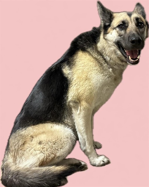 Thursday, a German Shepherd, available for adoption