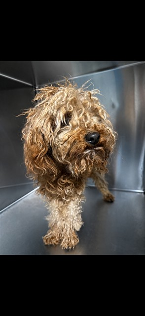 Milo, a Poodle, available for adoption