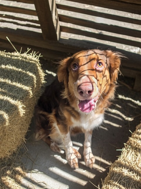 Canela, a Australian Shepherd, available for adoption
