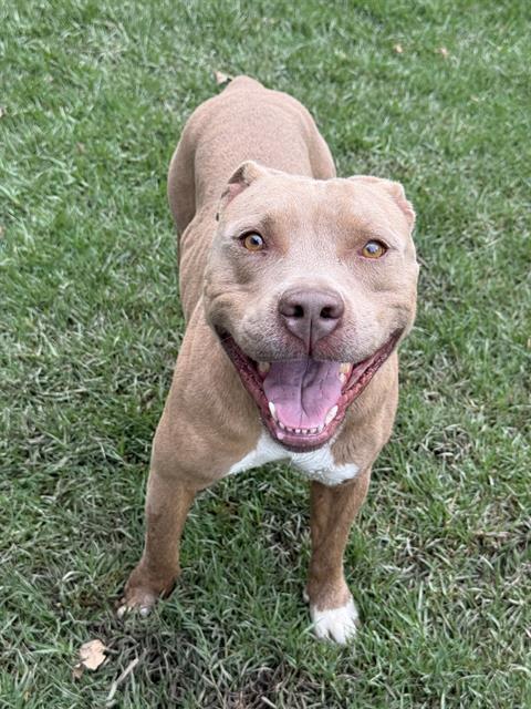 Carmel, a Pit Bull Terrier, available for adoption