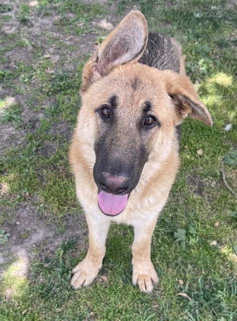 Igor, a German Shepherd, available for adoption