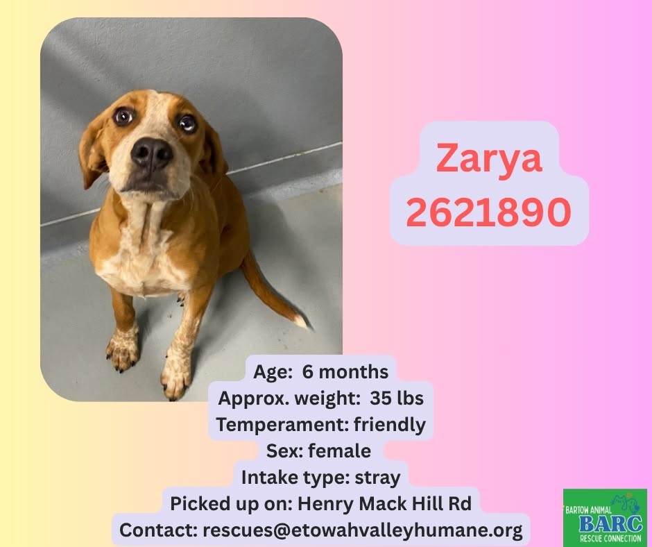 Zarya, a Beagle, available for adoption