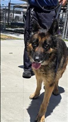 Missy, a German Shepherd, available for adoption