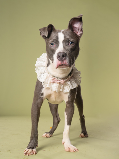 Bentley, a Terrier, available for adoption
