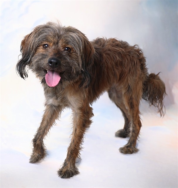 Dexter, a Terrier, available for adoption