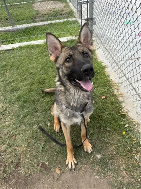 Ken, a Shepherd (mix breed), available for adoption