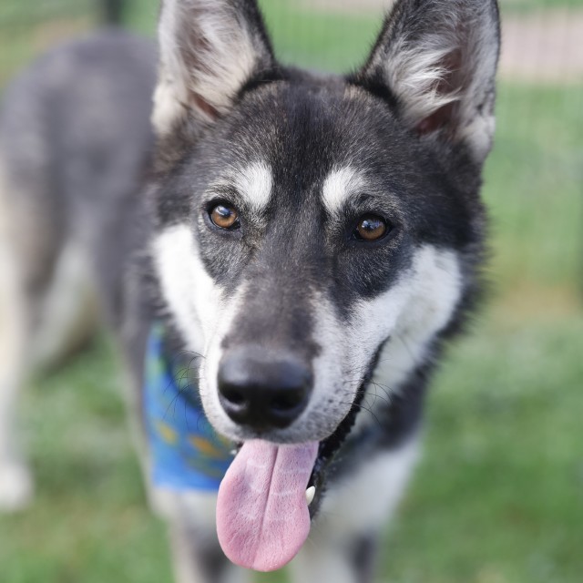 Lucy, a Siberian Husky (mix breed), available for adoption