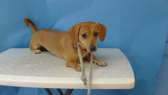 A5793588, a Dachshund, available for adoption