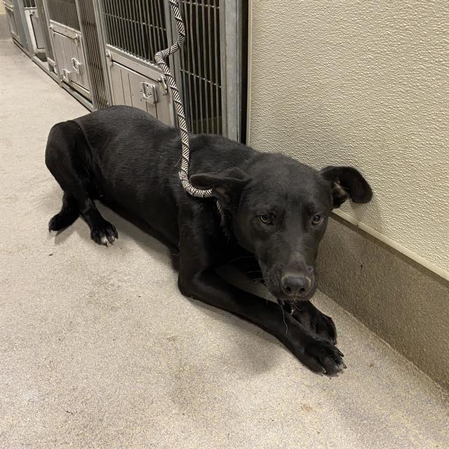 Haddy, a German Shepherd, available for adoption