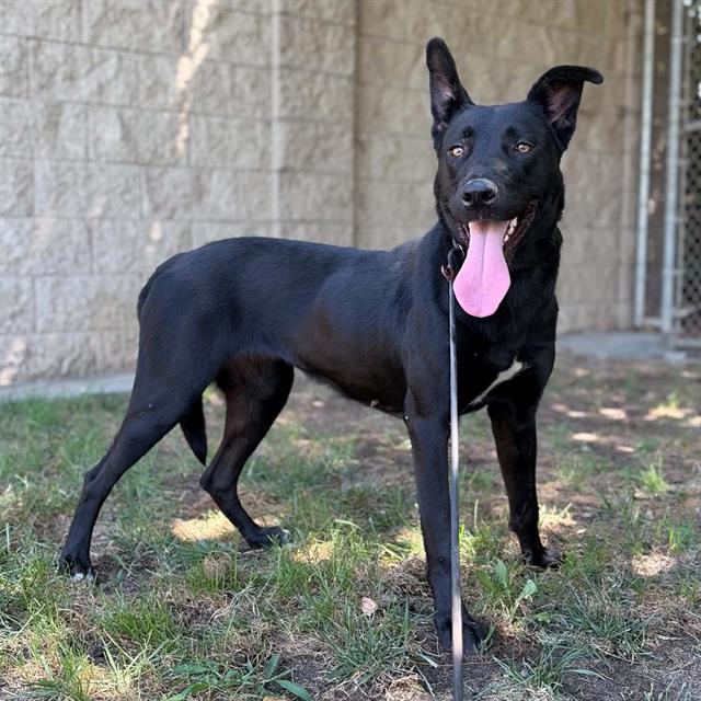 Adoptable pet photo