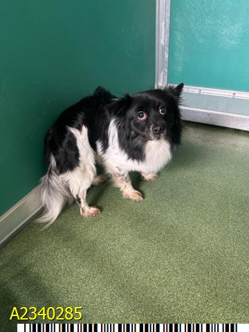 Sigmund, a Chihuahua (mix breed), available for adoption