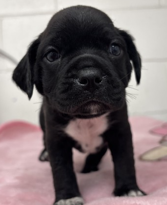 Aglaia, a Pit Bull Terrier (mix breed), available for adoption