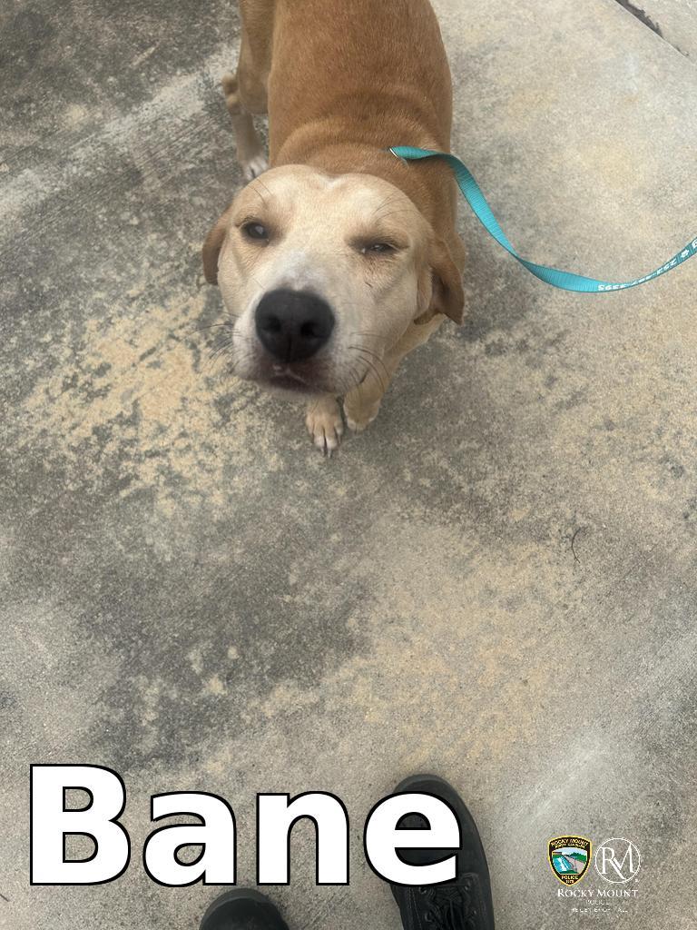 Adoptable pet photo