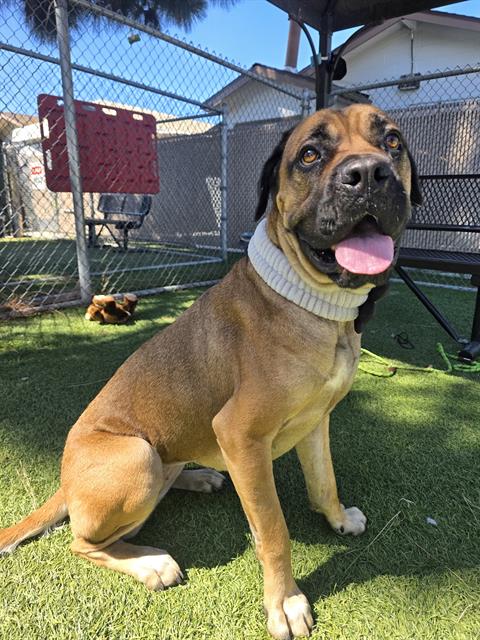Nala, a Mastiff, available for adoption
